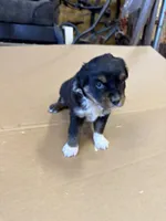 Drake, a male Miniature Australian Shepherd for sale in Milford, NE – Photo 2 of 3