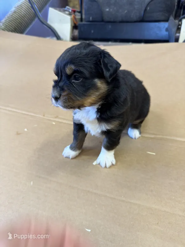 Drake – Miniature Australian Shepherd puppy for sale in Milford, NE