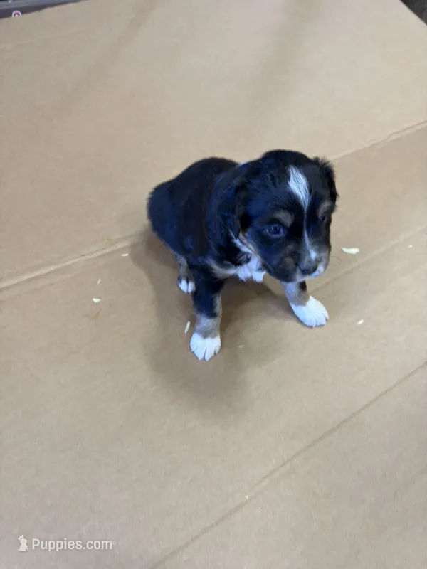 Sprinter – Miniature Australian Shepherd puppy for sale in Milford, NE