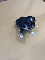 Sprinter, a male Miniature Australian Shepherd for sale in Milford, NE – Photo 1 of 4