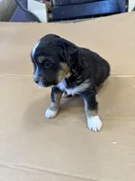 Sprinter, a male Miniature Australian Shepherd for sale in Milford, NE – Photo 4 of 4