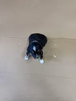 Sprinter, a male Miniature Australian Shepherd for sale in Milford, NE – Photo 2 of 4