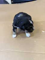 Sprinter, a male Miniature Australian Shepherd for sale in Milford, NE – Photo 3 of 4