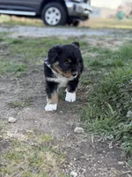 Drake, a male Miniature Australian Shepherd for sale in Milford, NE – Photo 1 of 2