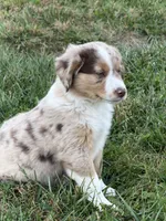 Nicci, a female Miniature Australian Shepherd for sale in Milford, NE – 2 of 2