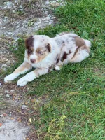 Bixby, a female Miniature Australian Shepherd for sale in Milford, NE – 1 of 1