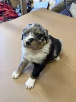 Chase, a male Miniature Australian Shepherd for sale in Milford, NE – Photo 2 of 2
