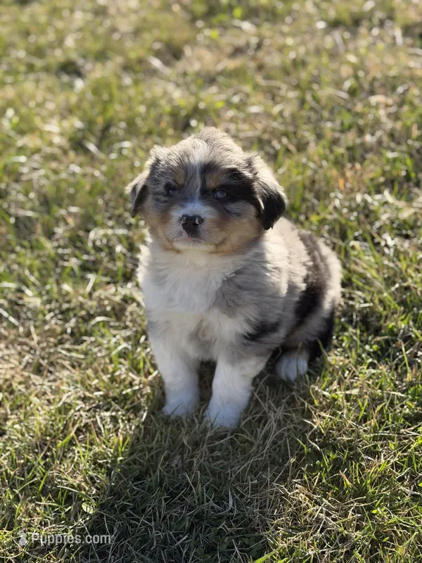 Chase – Miniature Australian Shepherd puppy for sale in Milford, NE