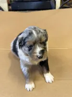 Chase, a male Miniature Australian Shepherd for sale in Milford, NE – Photo 2 of 2