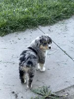 Rusty, a male Miniature Australian Shepherd for sale in Milford, NE – 2 of 2