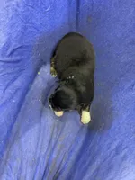 Drake, a male Miniature Australian Shepherd for sale in Milford, NE – Photo 2 of 3