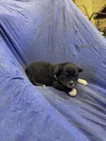 Drake, a male Miniature Australian Shepherd for sale in Milford, NE – Photo 1 of 3