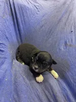 Drake, a male Miniature Australian Shepherd for sale in Milford, NE – Photo 3 of 3