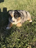 Cooder , a male Miniature Australian Shepherd for sale in Milford, NE – Photo 2 of 3