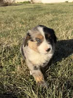 Cooder , a male Miniature Australian Shepherd for sale in Milford, NE – Photo 3 of 3