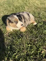 Cooder , a male Miniature Australian Shepherd for sale in Milford, NE – Photo 1 of 3