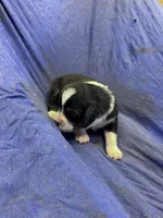 Shadow, a male Miniature Australian Shepherd for sale in Milford, NE – Photo 1 of 3