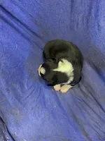 Shadow, a male Miniature Australian Shepherd for sale in Milford, NE – Photo 3 of 3