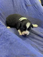 Shadow, a male Miniature Australian Shepherd for sale in Milford, NE – Photo 2 of 3