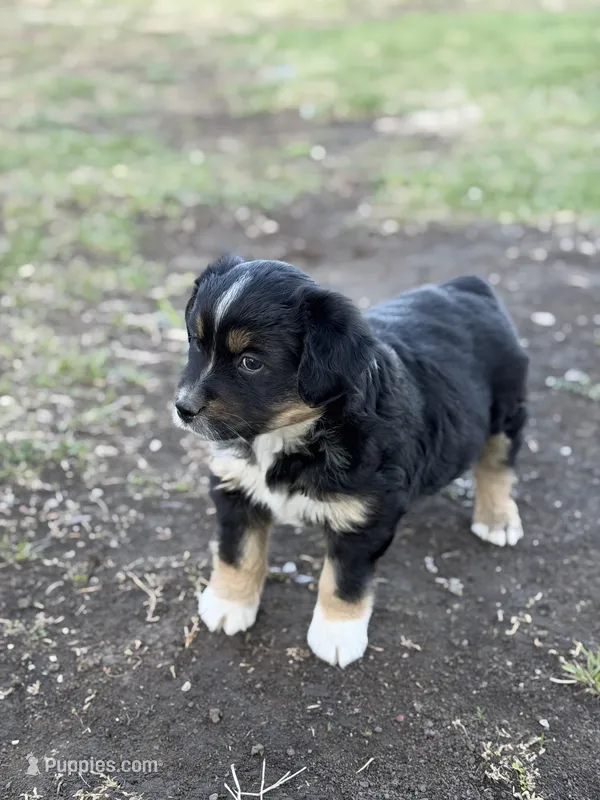 Sprinter – Miniature Australian Shepherd puppy for sale in Milford, NE