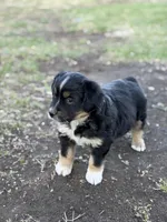 Sprinter, a male Miniature Australian Shepherd for sale in Milford, NE – Photo 1 of 3