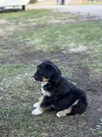 Sprinter, a male Miniature Australian Shepherd for sale in Milford, NE – Photo 3 of 3