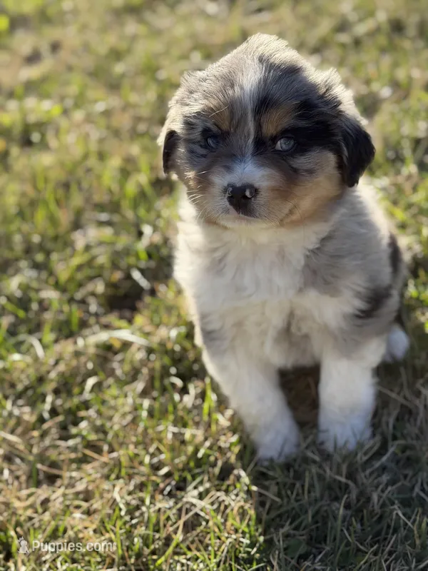 Chase – Miniature Australian Shepherd puppy on hold in Milford, NE