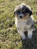 Chase, a male Miniature Australian Shepherd for sale in Milford, NE – 1 of 3
