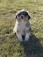 Rusty, a male Miniature Australian Shepherd for sale in Milford, NE – 3 of 3