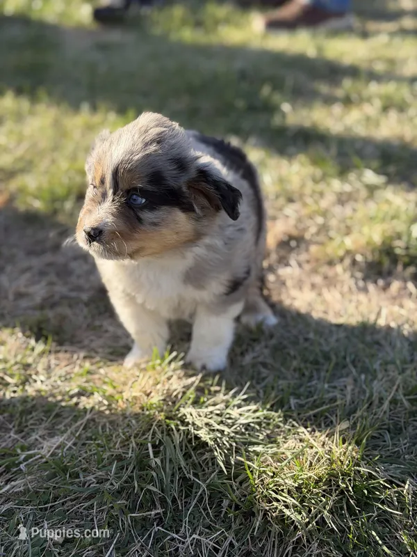 Rusty – Miniature Australian Shepherd puppy on hold in Milford, NE