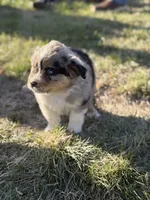 Rusty, a male Miniature Australian Shepherd for sale in Milford, NE – 1 of 3