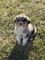 Rusty, a male Miniature Australian Shepherd for sale in Milford, NE – 2 of 3