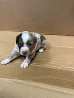 Bixby, a male Miniature Australian Shepherd for sale in Milford, NE – 3 of 3