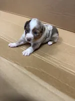 Bixby, a male Miniature Australian Shepherd for sale in Milford, NE – 2 of 3
