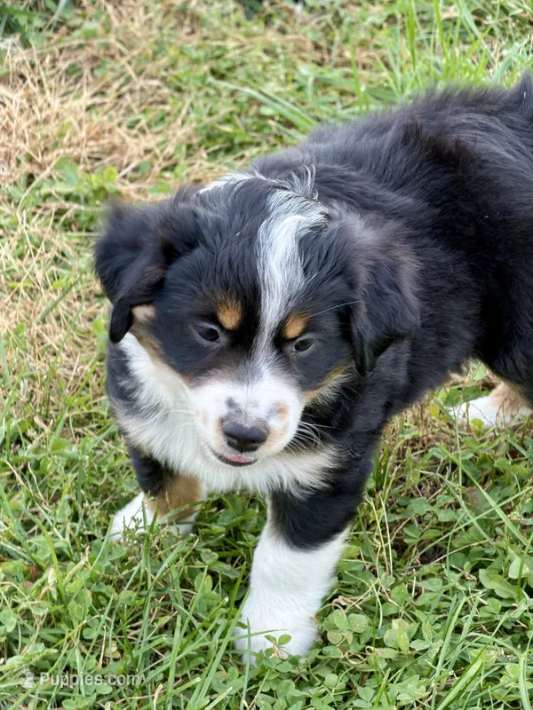 Nokia, a male Miniature Australian Shepherd for sale in Milford, NE – 1 of 3