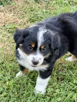 Nokia, a male Miniature Australian Shepherd for sale in Milford, NE – 1 of 3