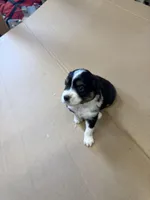 Shadow, a male Miniature Australian Shepherd for sale in Milford, NE – Photo 2 of 3