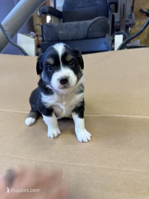 Shadow – Miniature Australian Shepherd puppy for sale in Milford, NE