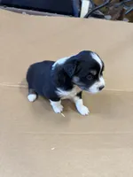 Shadow, a male Miniature Australian Shepherd for sale in Milford, NE – Photo 3 of 3