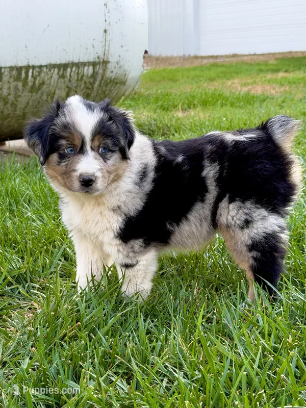 Vince, a male Miniature Australian Shepherd for sale in Milford, NE – 1 of 1