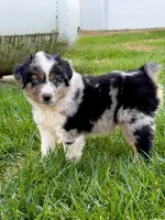 Vince, a male Miniature Australian Shepherd for sale in Milford, NE – 1 of 1