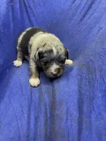 Spark, a male Miniature Australian Shepherd for sale in Milford, NE – Photo 2 of 3