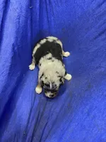 Spark, a male Miniature Australian Shepherd for sale in Milford, NE – Photo 3 of 3