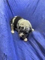 Spark, a male Miniature Australian Shepherd for sale in Milford, NE – Photo 1 of 3