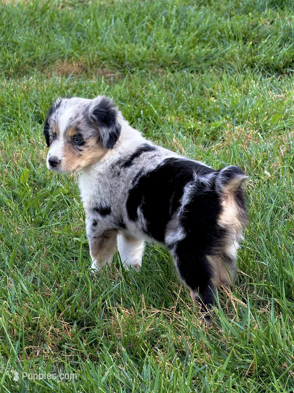Compton, a male Miniature Australian Shepherd for sale in Milford, NE – 1 of 1