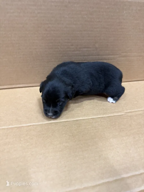 Bear – Miniature Australian Shepherd puppy for sale in Milford, NE