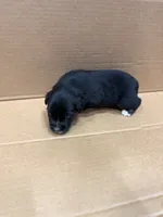 Bear, a male Miniature Australian Shepherd for sale in Milford, NE – 1 of 2