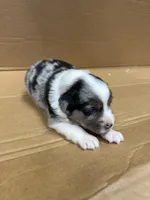 Vince, a male Miniature Australian Shepherd for sale in Milford, NE – 2 of 3