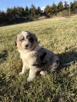 Brody, a male Miniature Australian Shepherd for sale in Milford, NE – Photo 2 of 3