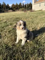 Brody, a male Miniature Australian Shepherd for sale in Milford, NE – Photo 3 of 3